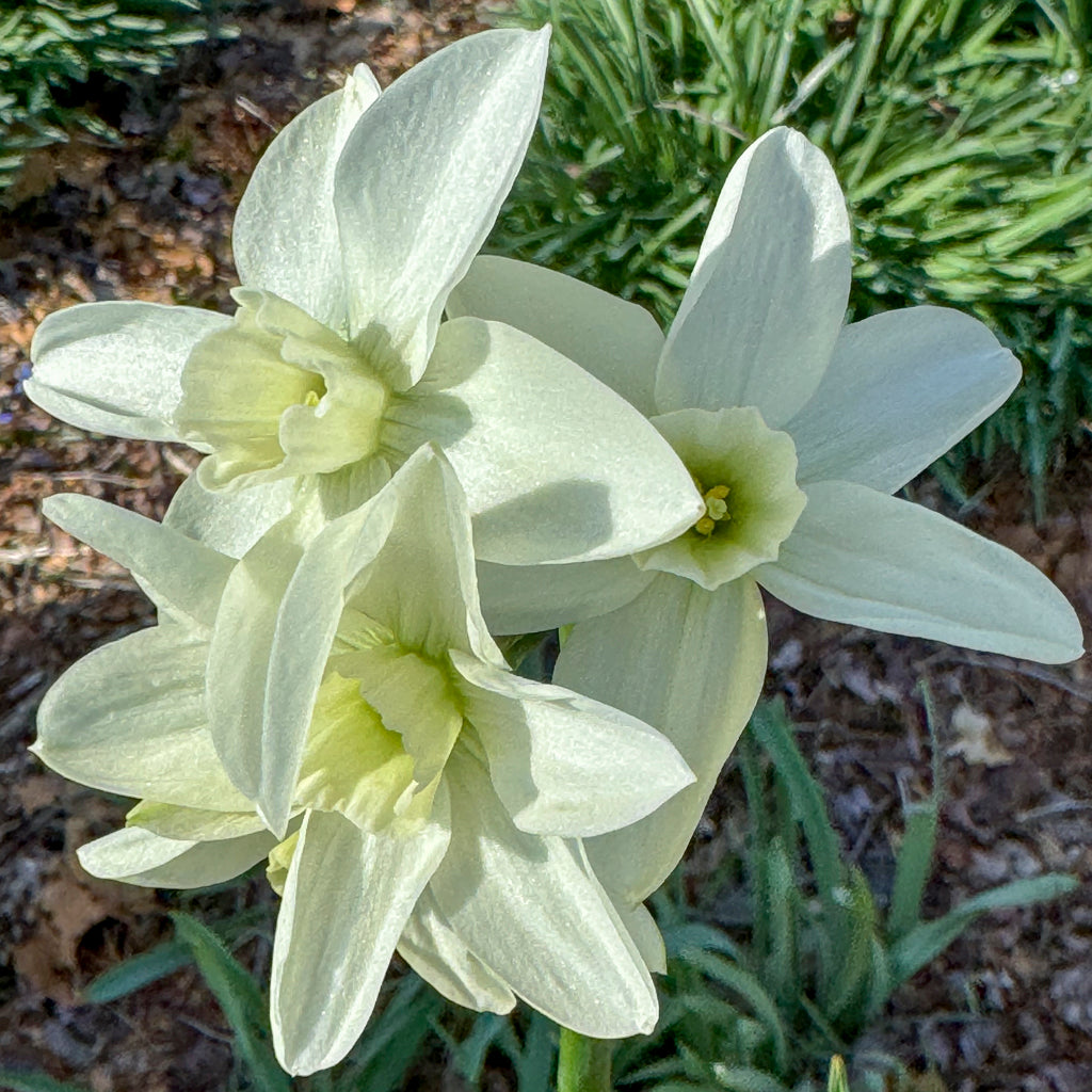 White Green Daffodil Flower Seeds for Planting – Heirloom, Non-GMO, High Germination Organic Garden Seeds