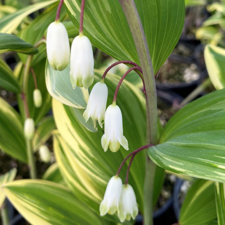 White Polygonatum Flower Seeds for Planting – Heirloom Non-GMO, High Germination Organic Garden Seeds