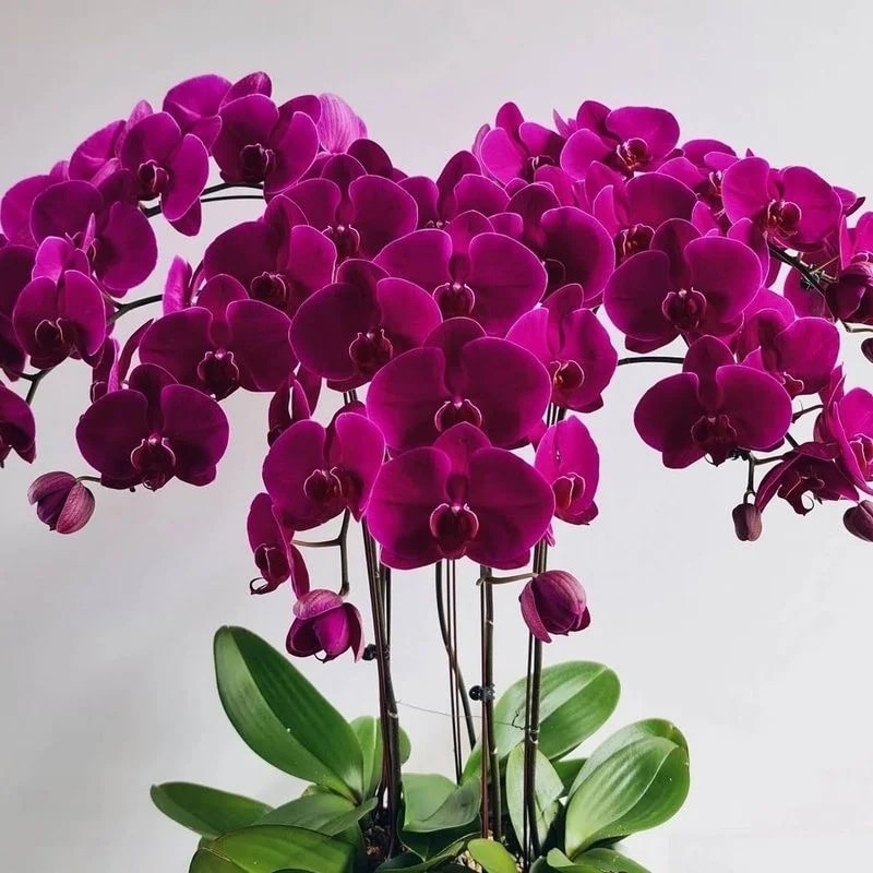 Dark Pink Phalaenopsis Orchid Flower Seeds for Planting – Heirloom, Non-GMO, Easy to Grow, Home Garden