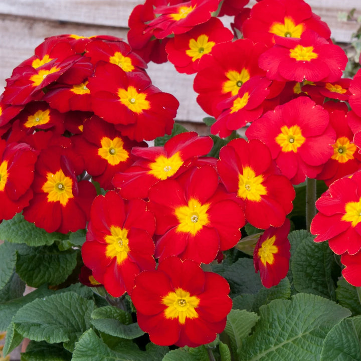Red Yellow Primula Flower Seeds for Planting – Heirloom, Non-GMO, High Germination Organic Garden Seeds
