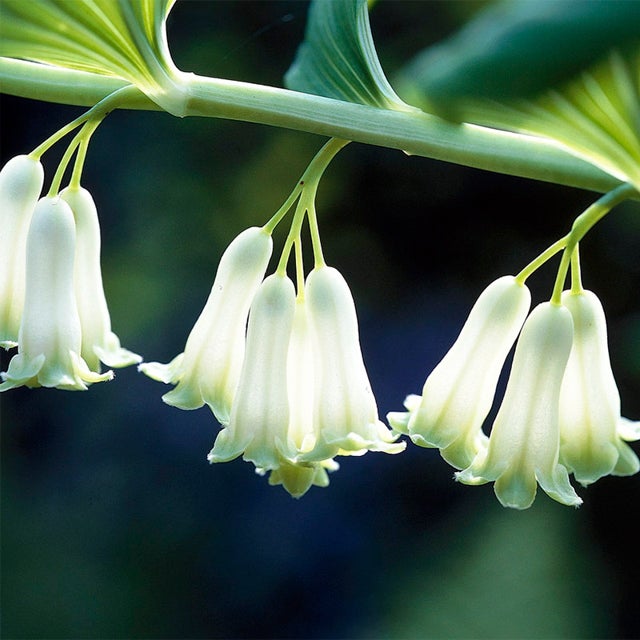 Flower Seeds, Seeds,Seeds For Planting,Plant Seeds