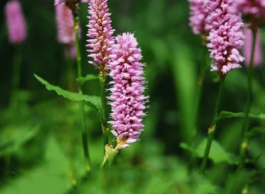 Pink Polygonum Bistorta Flower seeds for Planting - Organic Garden Seeds, Heirloom & Non-GMO High Germination