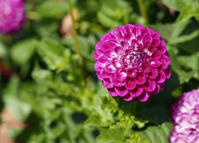 Dark Pink Two Color Dahlia Flower Seeds for Planting – Heirloom Non-GMO High Germination Seeds
