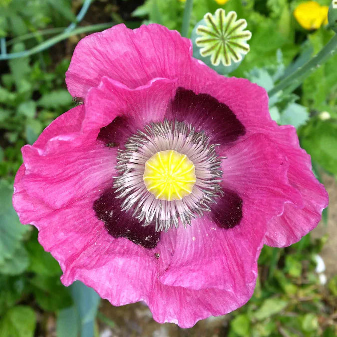 Pepperbox Flower Seeds for Planting – Wildflower Mix, Heirloom, Non-GM ...