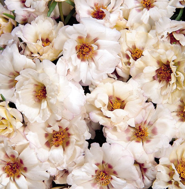 Cream Portulaca Flower Seeds for Planting – Heirloom Non-GMO, High Germination Organic Garden Seeds
