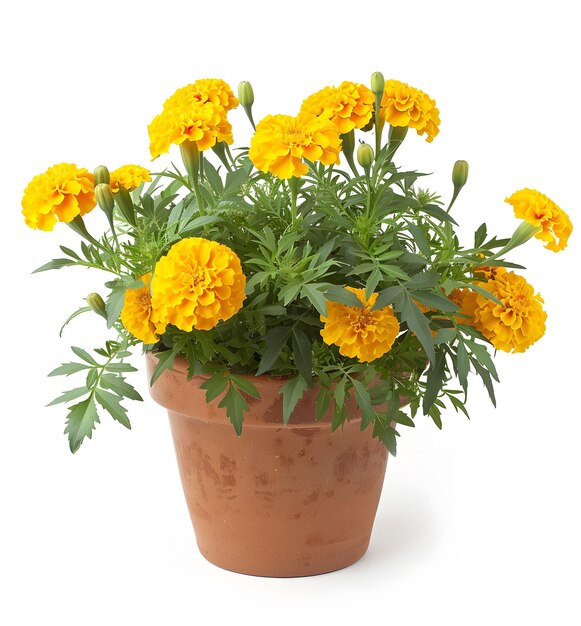 Yellow Flower Pot Flower Seeds for Planting – Heirloom Non-GMO, High Germination Organic Garden Seeds