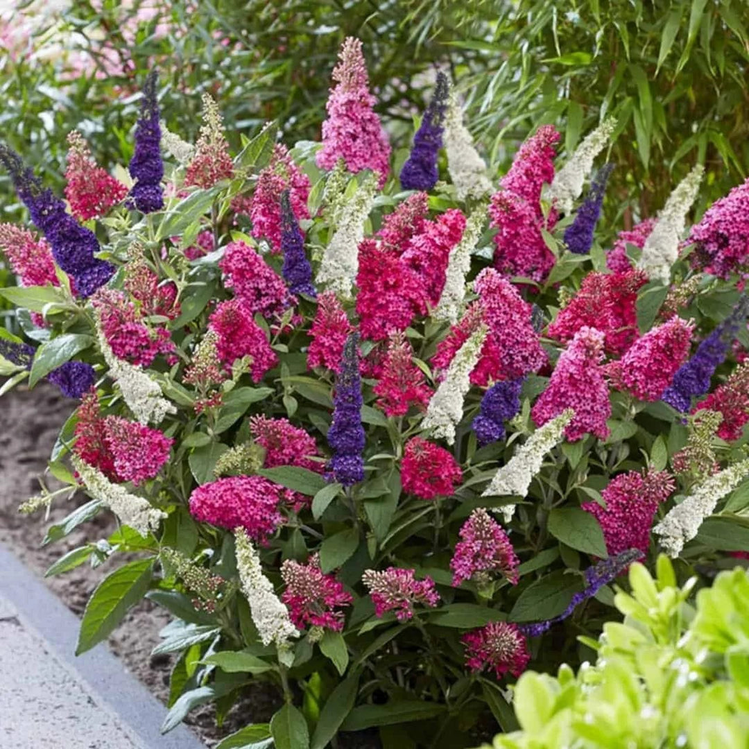 Mixed Colour Buddleia Flower Seeds for Planting – Heirloom, Non-GMO, High Germination Garden Seeds