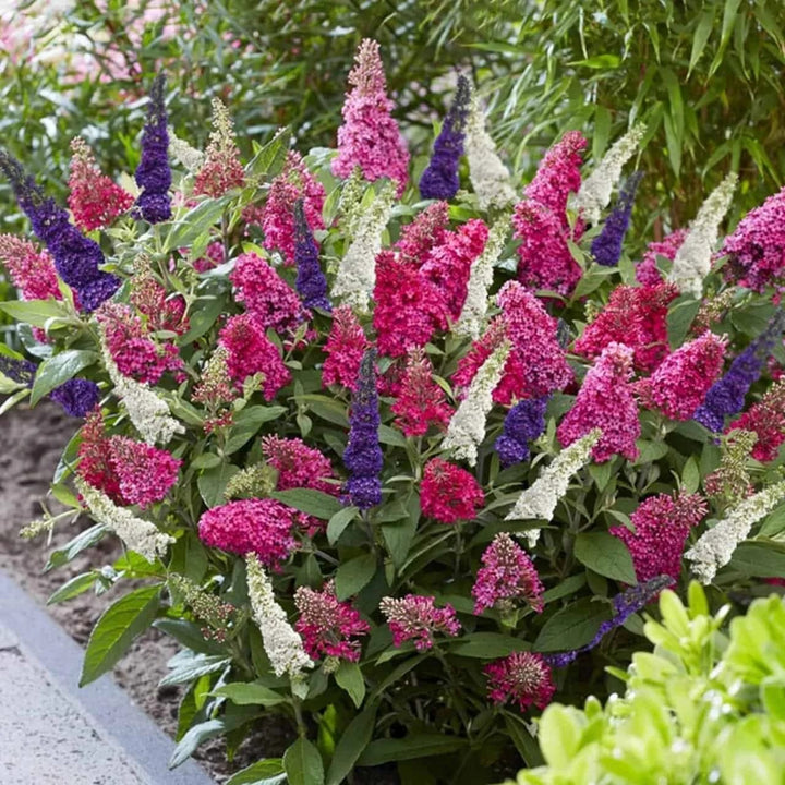 Mixed Colour Buddleia Flower Seeds for Planting – Heirloom, Non-GMO, High Germination Garden Seeds