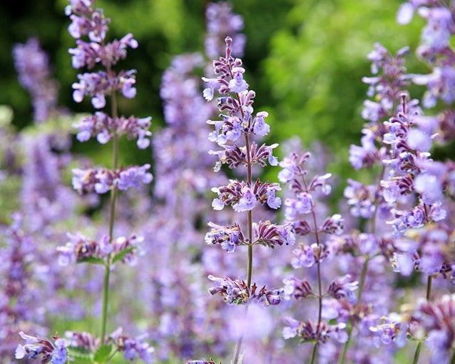 Catmint Flower Seeds for Planting - Heirloom, Non-GMO, Low Maintenance Organic Garden Seeds