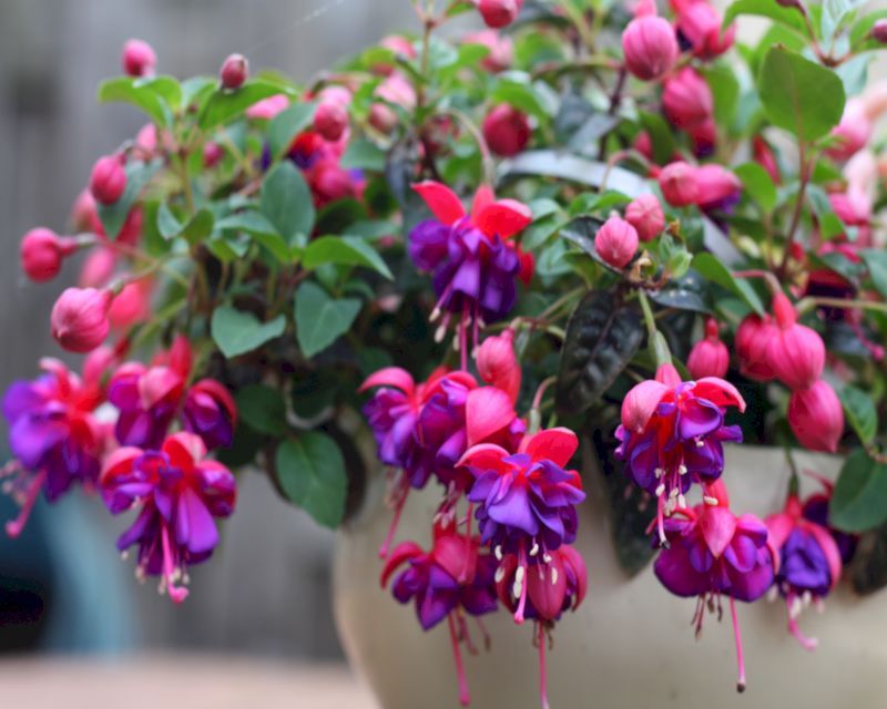 Fuchsia Flower Seeds for Planting Brown Green – Long Bloom Season, Heirloom, Non-GMO, High Germination Organic Garden Seeds