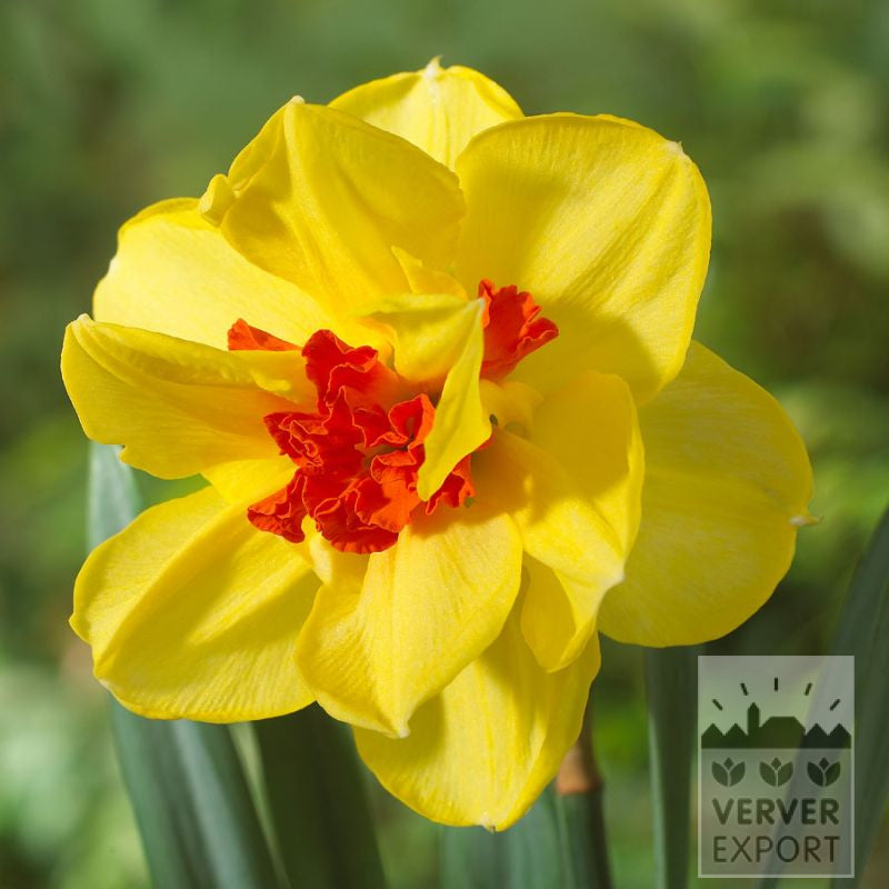 Yellow Red Narcissus Flower Seeds for Planting – Heirloom Non-GMO, High Germination Organic Garden Seeds