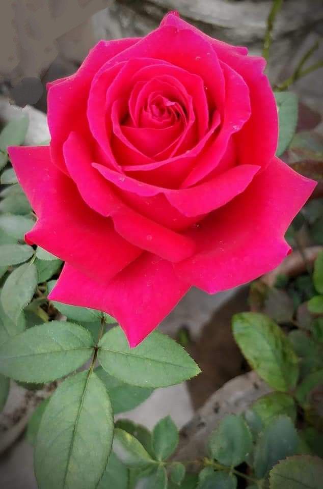 Thick Pink Rose Flower Seeds for Planting – Heirloom, Non-GMO, High Germination Organic Garden Seeds – Easy to Grow