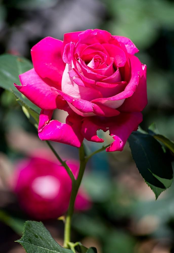 Thick Pink Rose Flower Seeds for Planting – Heirloom, Non-GMO, High Germination Organic Garden Seeds – Easy to Grow