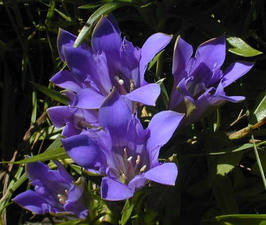 Purple Gentian Flower Seeds for Planting – Heirloom, Non-GMO, Fragrant High Germination Variety