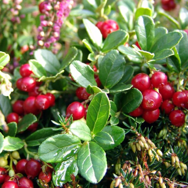 Vaccinium Vitis fruit seeds for planting - Heirloom & Non-GMO Garden seeds, high-yield berry bushes