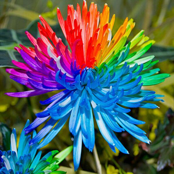 Rainbow Chrysanthemum Flower Seeds for Planting – Heirloom Non-GMO, High Germination Organic Garden Seeds