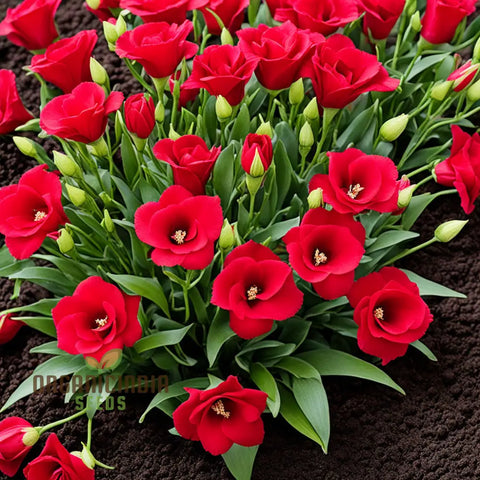 Flower Seeds, Seeds,Seeds For Planting,Plant Seeds