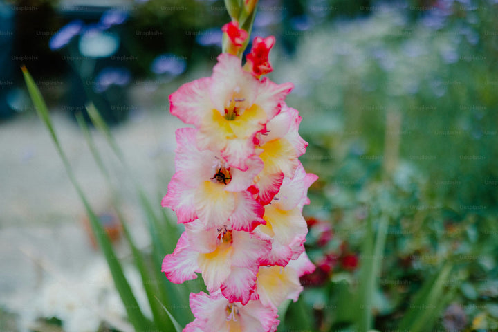 Pink Yellow Gladiolus Flower Seeds for Planting – Wildflower Mix, Heirloom, Non-GMO, High Germination Organic Garden Seeds