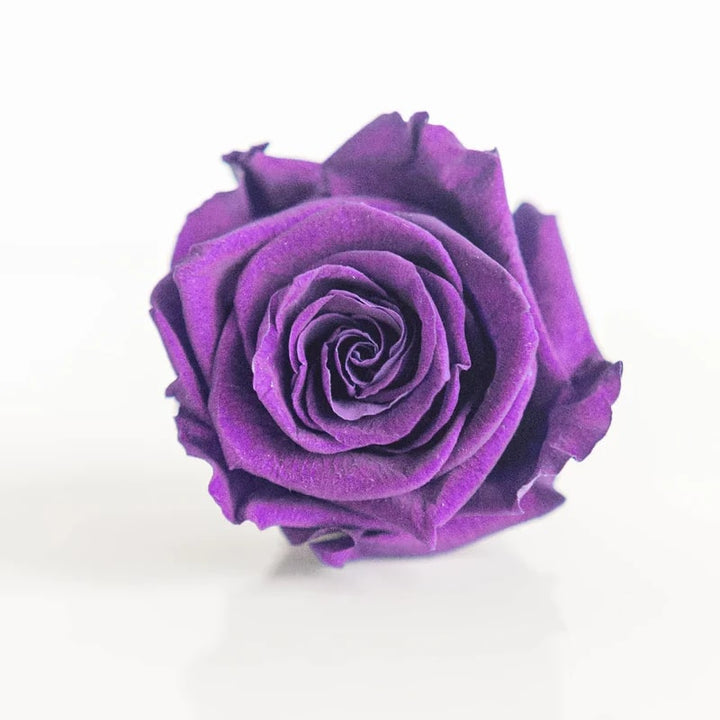 Purple Rose Flower Seeds for Planting - Heirloom, Non-GMO, Compact Organic Garden Seeds