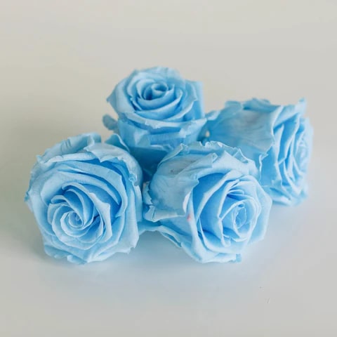 Light Blue Rose Flower Seeds for Planting – Heirloom, Non-GMO, Hardy High Germination Variety