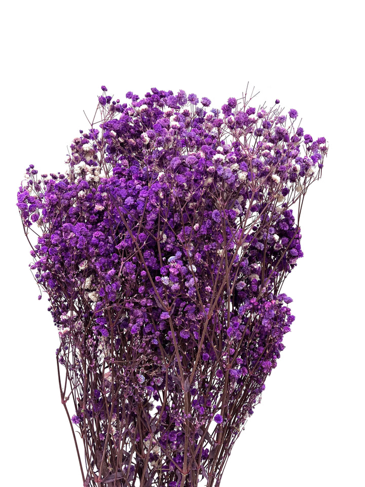 Dark Purple Gypsophila Flower Seeds for Planting – Heirloom, Non-GMO, High Germination Organic Garden Seeds