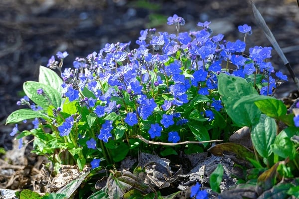 Sky Blue Mini Violet Rare Flower Seeds for Planting – Heirloom, Non-GMO, High Germination Organic Garden Seeds
