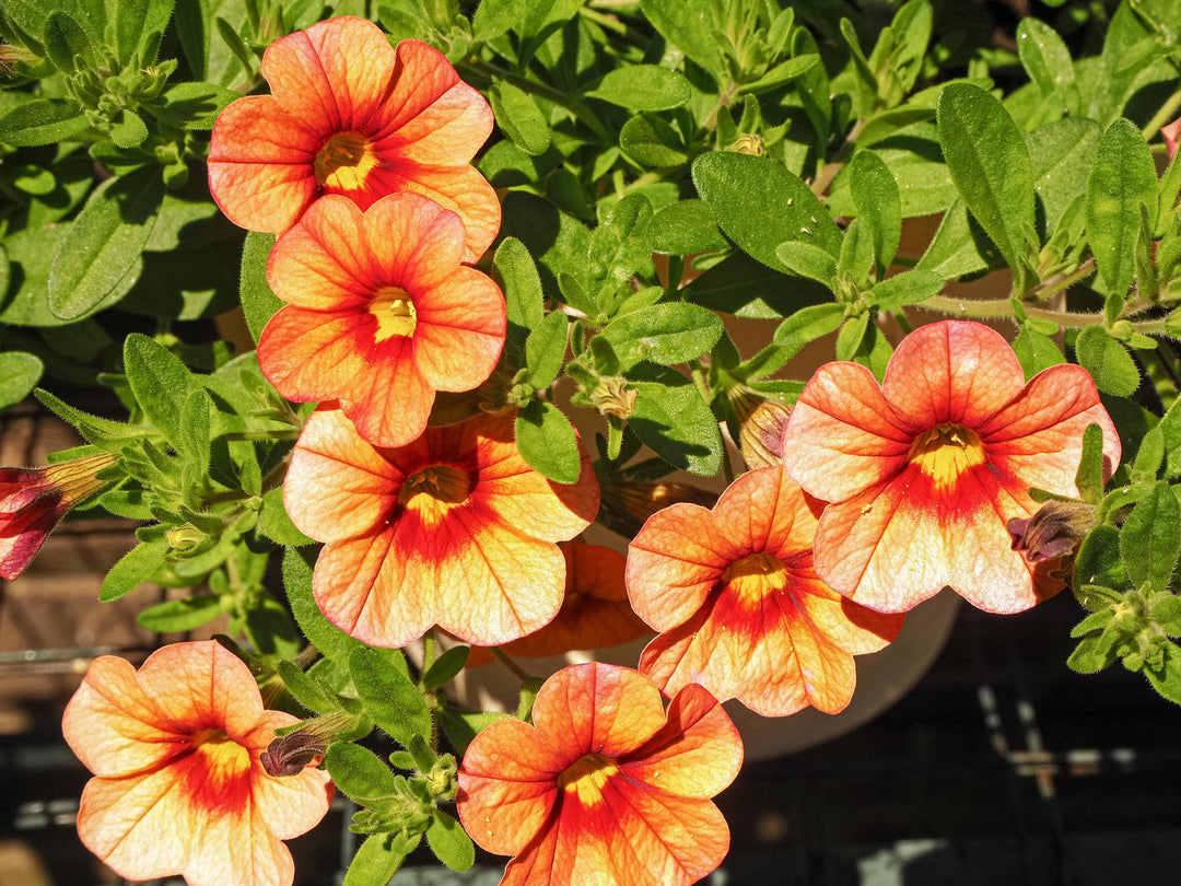 Orange Red Petunia Flower Seeds for Planting – Heirloom, Non-GMO, Organic Garden Seeds