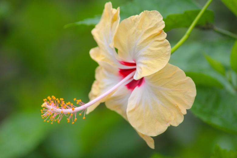 Yellow Hibiscus Flower Seeds for Planting – Heirloom, Non-GMO, High Germination Organic Garden Seeds