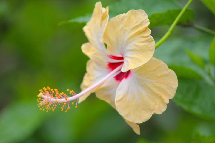 Yellow Hibiscus Flower Seeds for Planting – Heirloom, Non-GMO, High Germination Organic Garden Seeds