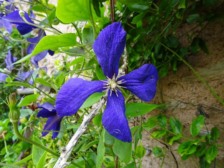 Dark Blue Clematis Flower Seeds for Planting - Heirloom, Non-GMO, Long Bloom Organic Garden Seeds