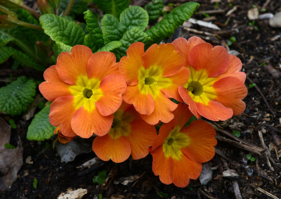 Orange Pink Primula Autumn Flower Seeds for Planting – Heirloom, Non-GMO, High Germination