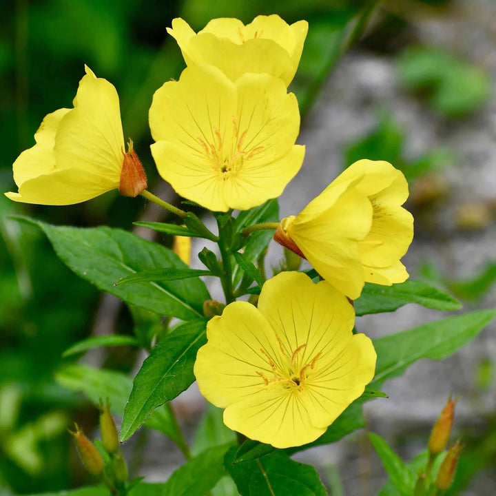 Yellow Primrose Flower Seeds for Planting – Heirloom, Non-GMO, Shade Tolerant, High Germination