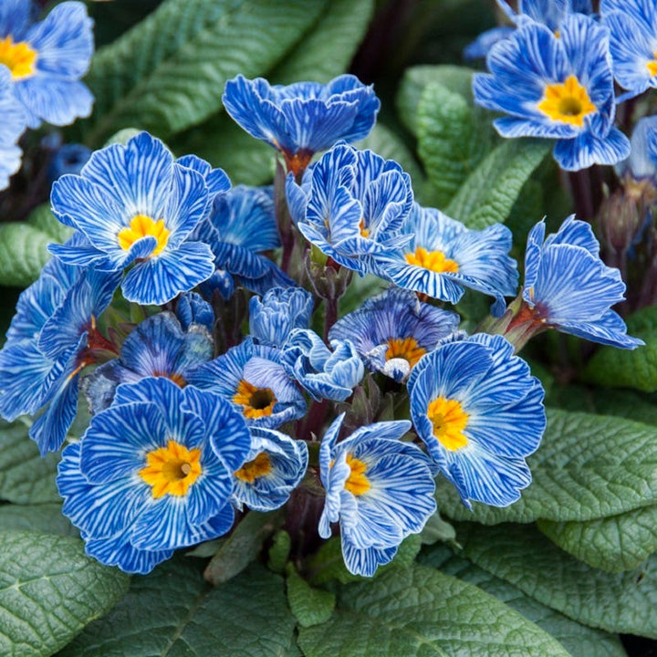 Light Blue Primula Autumn Flower Seeds for Planting – Heirloom, Non-GMO, High Germination Border Blooms