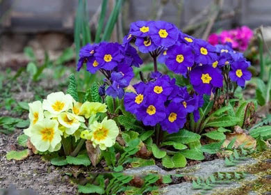 Violet Yellow Primula Malacoides Flower Seeds for Planting – Heirloom, Non-GMO, High Germination