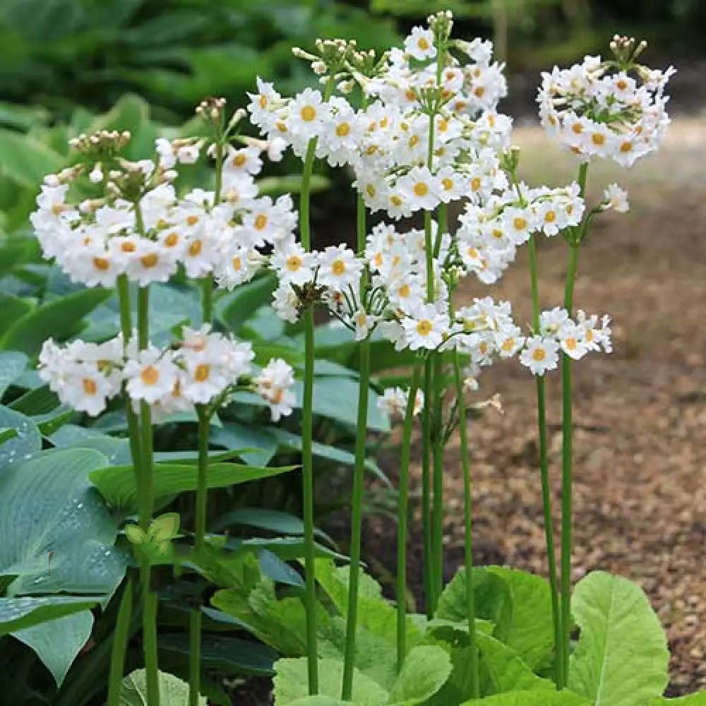 White Primula Flower Seeds for Planting – Heirloom Non-GMO High Germination Organic Garden Seeds