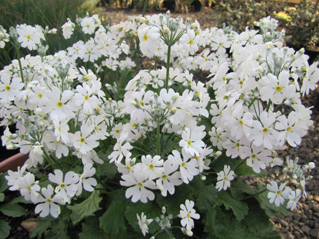 White Primula Malacoides Flower Seeds for Planting – Heirloom, Non-GMO, High Germination Garden Seeds