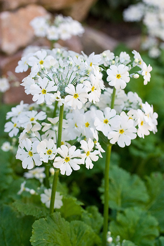 White Primula Malacoides Flower Seeds for Planting – Heirloom, Non-GMO, High Germination Garden Seeds