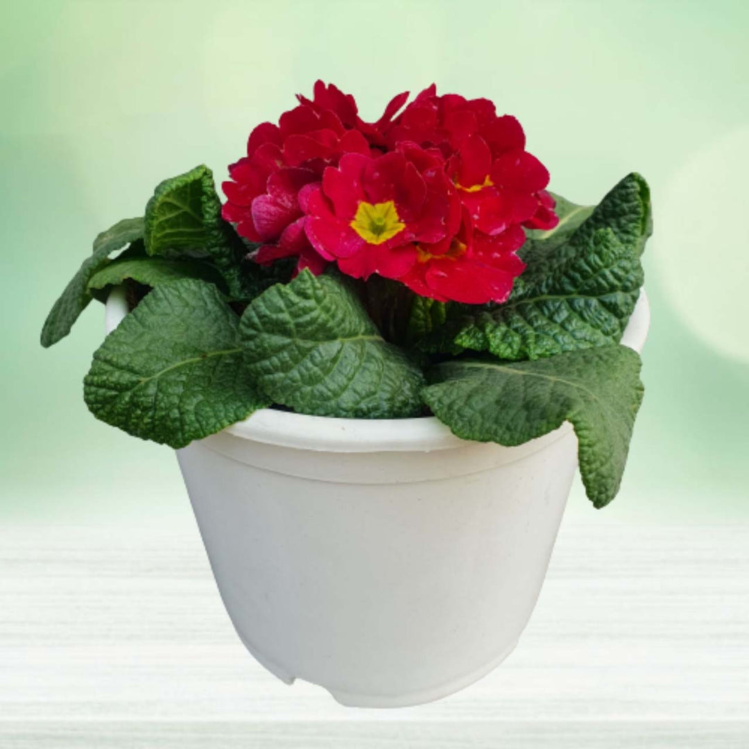 Red Primrose Flower Seeds for Planting – Heirloom, Non-GMO, Sun Loving, High Germination Organic Garden Seeds