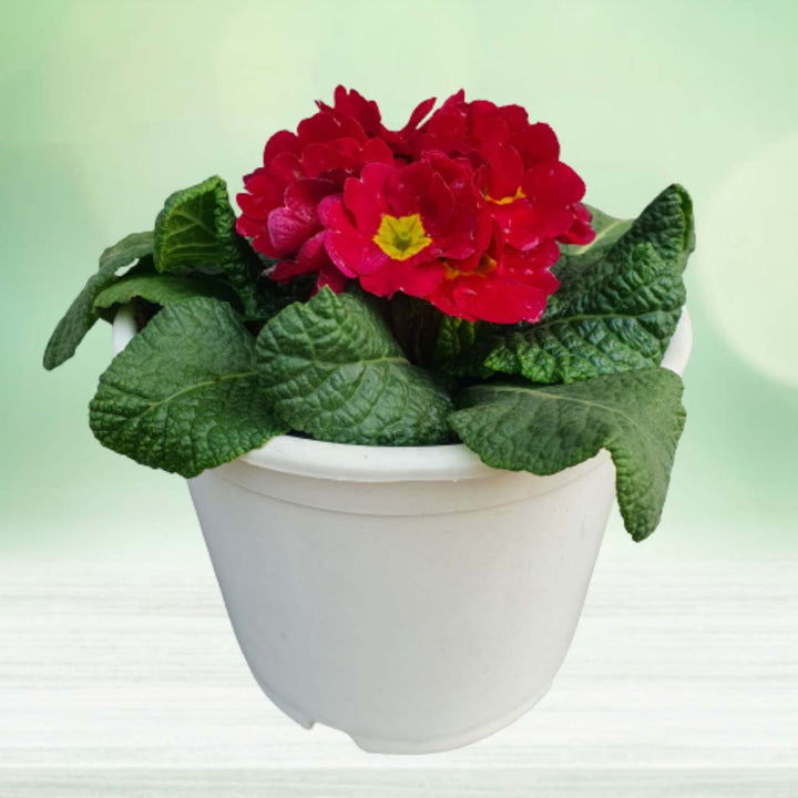 Red Primrose Flower Seeds for Planting – Heirloom, Non-GMO, Sun Loving, High Germination Organic Garden Seeds