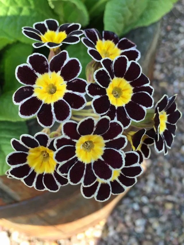 Black Yellow Primula Malacoides Seeds for Planting – Heirloom, Non-GMO, Shade Tolerant, High Germination