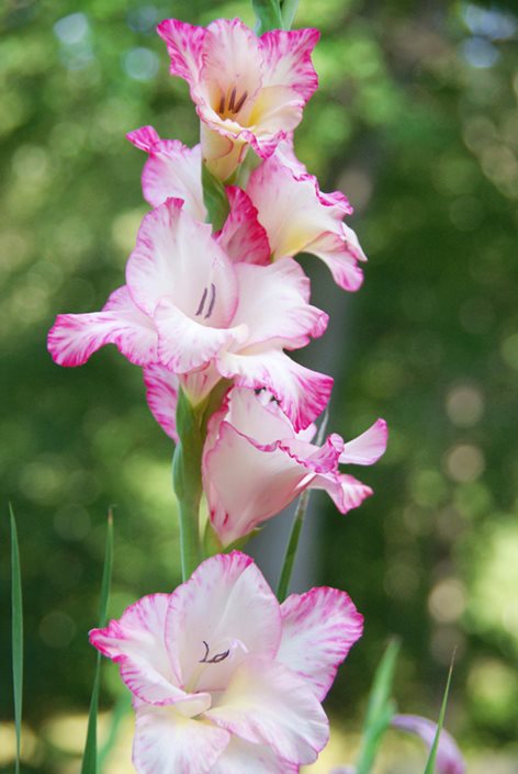 White Pink Gladiolus Flower Seeds for Planting – Heirloom, Non-GMO, High Germination Blooms
