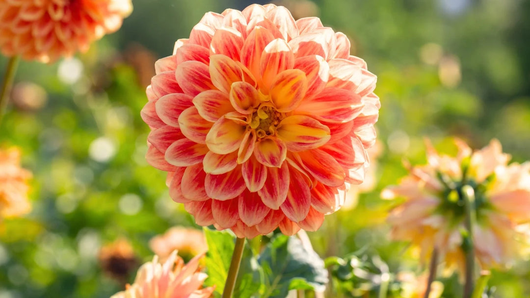 Orange Red Dahlia Flower Seeds for Planting - Heirloom, Non-GMO, High Germination Organic Garden Seeds