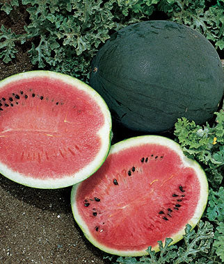 Bush Sugar Baby Watermelon fruit seeds for planting – Heirloom & Non-GMO Garden seeds