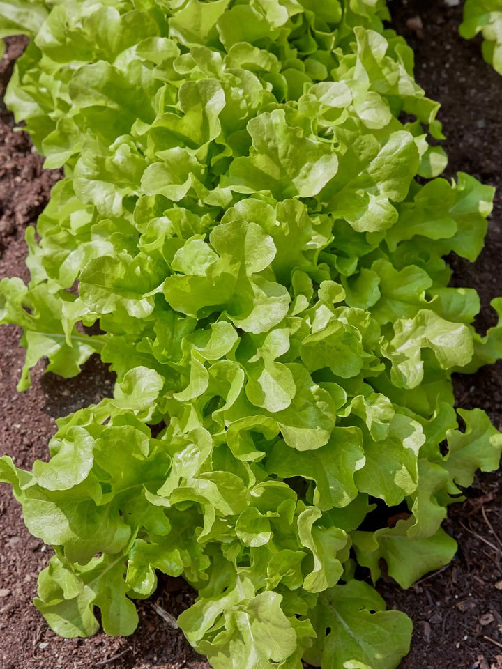 Salad Bowl Lettuce Seeds for Planting – Heirloom, Non-GMO, Tender Leafy Green – High Germination
