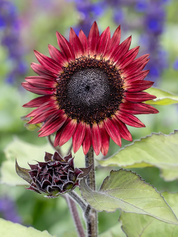 Red Mix Sunflower Perennial Flower Seeds for Planting - Heirloom, Non-GMO, Compact Growth, High Germination Garden Seeds