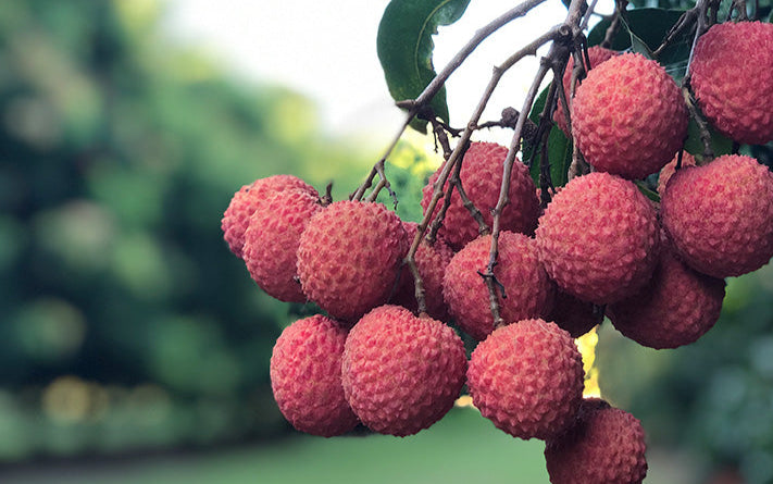 Bright Red Lychee Fruit seeds – Heirloom, Non-GMO Seeds for Planting Juicy Backyard Delights