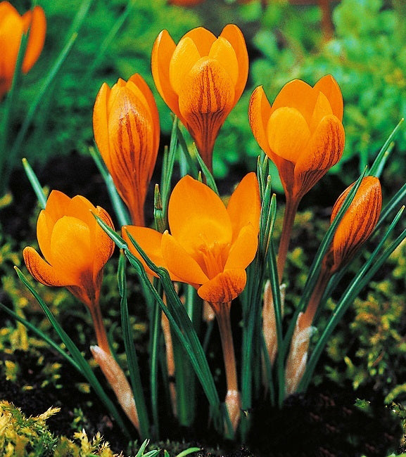 Orange Crocus Flower seeds for Planting – Vibrant Colors, Heirloom, Non-GMO Seeds for Home Garden