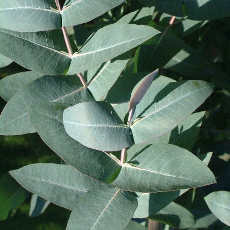 Green Eucalyptus Nitens Tree Herb Seeds for Planting – Heirloom, Non-GMO, Organic Garden Seeds with High Germination