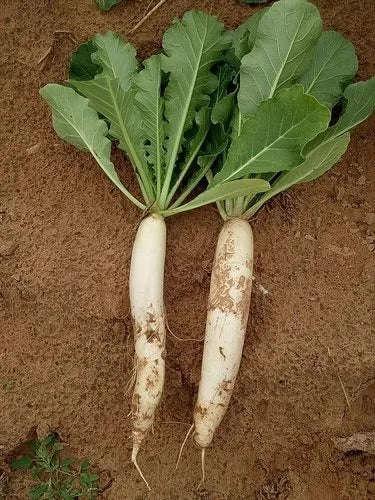 Minowase Daikon Radish Seeds for Planting – Heirloom Non-GMO Crisp Root Vegetable Seeds with High Germination for Organic Gardens