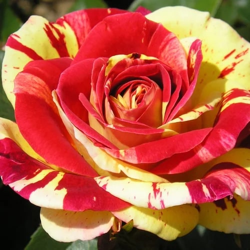 Red & Yellow Rose Flower Seeds for Planting – Heirloom, Non-GMO, High Germination Organic Garden Seeds
